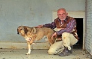 Köpek oteli açtı, sokak hayvanlarından müşterilerine...