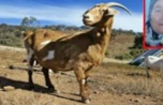 Otlattığı keçi katili oldu!