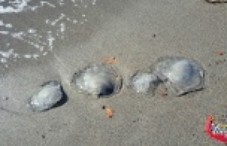 Alanya sahillerinde denizanası paniği!