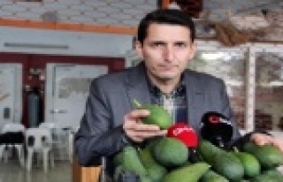 Alanyalı avokadocular genel kurula hazırlanıyor