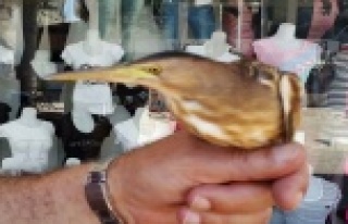 Duyarlı vatandaşların ihbarıyla kurtuldular!