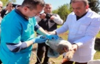 Kanatlı hayvanlara 300 bin doz aşı uygulanacak