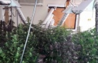 Kenevir serasına polisten şok baskın! 1 gözaltı