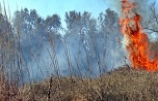 Sazlık yangını yürekleri ağza getirdi!