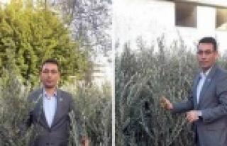 Tahir Göktepe'den zeytin duyurusu