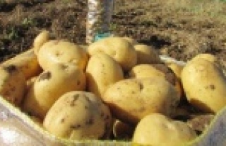 Tezgahlar ithal patatesle dolacak