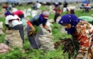TÜİK mevsimlik kadın işçilerin ücretlerini açıkladı
