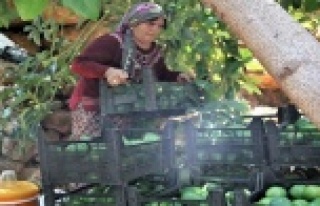 Türkiye’nin avokadosu Alanya’dan yetişiyor