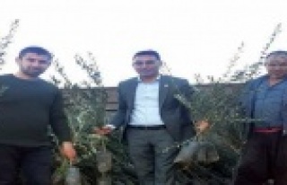 Zeytin fidanlarına Alanyalı üreticiden yoğun ilgi