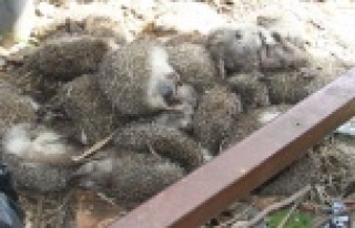 25 adet Kirpi ölüsü bulundu