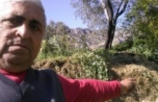 Alanya'da domuzların saldırısına uğradı