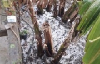 Alanya güne yağmur ve doluyla uyandı! Meteoroloji...