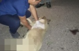 Otomobilin çarptığı köpeğe kalp masajı