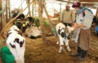 Yavrulayan inekleri ölen çiftçi çaresiz kaldı