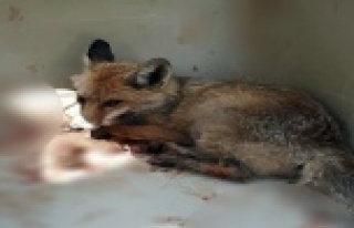 Alanya'da yaralı tilki tedavi altına alındı