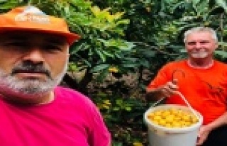 Alman komşu Türk komşusuna muşmula toplamaya yardıma...