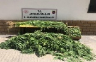 Domates eker gibi Hint keneviri ekmiş