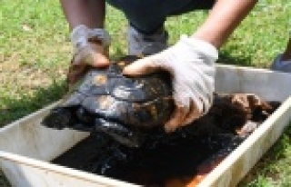 Eriyen asfalt sebebiyle ölümle burun buruna kaldılar