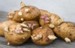 Filizlenen patates öldürebilir