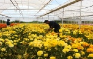 İşçi olarak başladığı seralarda bugün yurt...