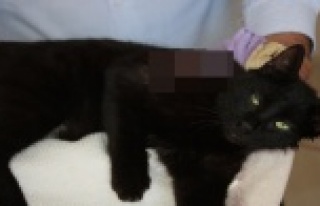 Antalya'da kediye pompalı saldırı iddiası