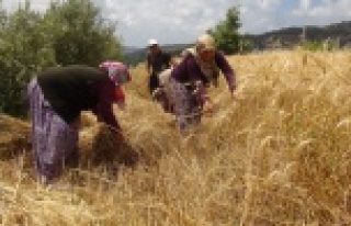 Türkiye'nin ilk buğday hasadı Gazipaşa'dan