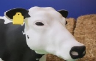 Akıllı küpeyle hayvancılıkta dijital dönüşüm