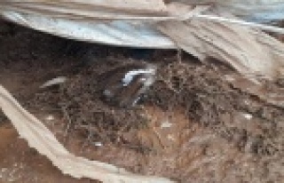 Antalya’da selde 10 küçükbaş hayvan telef oldu