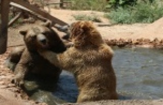 Ayıların sıcak havada havuz keyfi