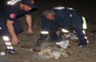 Dev Caretta Caretta köpeklerin saldırısına uğradı