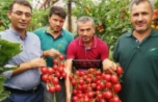 Domates dalında kaldı. Üretici isyanda