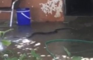 Evden çıkan 2 metrelik yılan paniğe sebep oldu