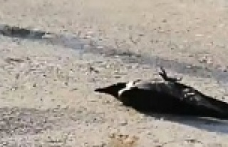 Sesinden rahatsız oldukları kargaları tüfekle...