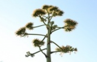 25 yıl sonra çiçek açtı