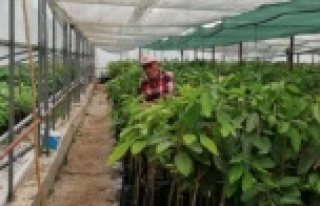 Alanya'da 8 çeşit avokado fidanı yetiştiriyor