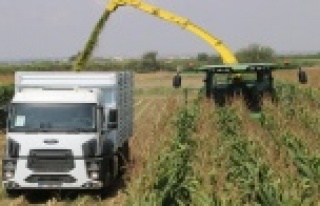 Antalya'da sılajlık mısırın tonu 200 TL