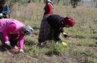 Antalya'da tarla temizliği kavgası: 2 yaralı