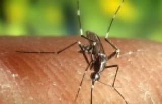 Batı Nil Virüsünün belirtilerini anlamak çok...