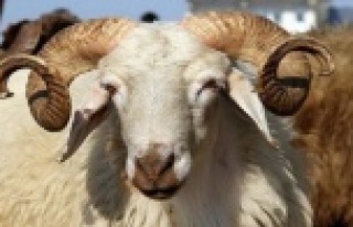 Bayram öncesi yardım dernekleri kurban fiyatları...