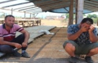 Besici kardeşler 25 büyükbaş hayvanı getirmek...