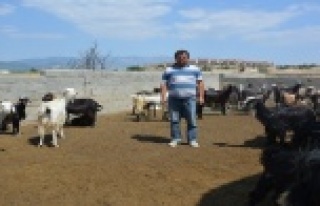 Kayıp keçi davasında hapis cezasını Yargıtay...