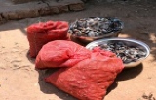 Merdiven altı üretilen 1860 kg midyeye el konuldu