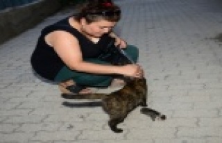 Ölen yavrusunun başından ayrılamadı, üstüne...