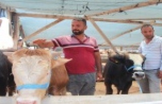 Tokatlı besici kardeşlerin buruk sevinci