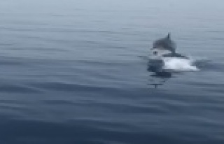 Yunuslar tatilcilerin peşini bırakmıyor