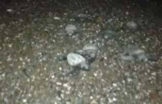 Alanya'da minik carettalar ay ışığı ile...