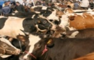 Alanya jandarmasından kaçak kesime baskın!