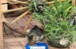 Alanya Ülkü Ocakları'ndan 'Bir Kap Can'...