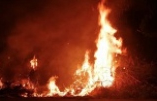 Alanya’da ağaçlık alanda yangın paniği