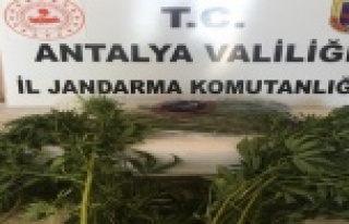 Alanya’da esrar ve 49 kök Hint keneviri ele geçirildi